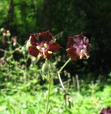 kakost hnědočervený <i>(Geranium phaeum)</i> / Květ/Květenství