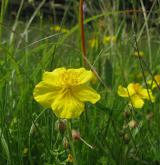 devaterník velkokvětý <i>(Helianthemum grandiflorum)</i> / Květ/Květenství