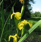 kosatec žlutý <i>(Iris pseudacorus)</i>