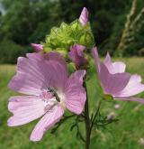 sléz pižmový <i>(Malva moschata)</i>