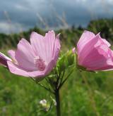 sléz pižmový <i>(Malva moschata)</i> / Květ/Květenství