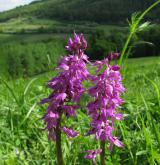 vstavač mužský <i>(Orchis mascula)</i> / Květ/Květenství