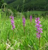 vstavač mužský <i>(Orchis mascula)</i> / Habitus