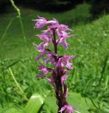 vstavač mužský <i>(Orchis mascula)</i> / Květ/Květenství