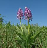 vstavač vojenský <i>(Orchis militaris)</i> / Habitus
