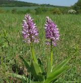 vstavač vojenský <i>(Orchis militaris)</i> / Habitus