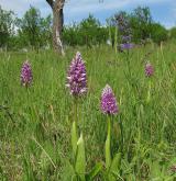 vstavač vojenský <i>(Orchis militaris)</i> / Porost