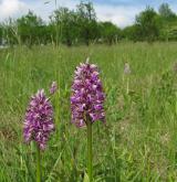 vstavač vojenský <i>(Orchis militaris)</i> / Porost