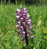 vstavač vojenský <i>(Orchis militaris)</i> / Květ/Květenství