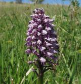 vstavač vojenský <i>(Orchis militaris)</i> / Květ/Květenství