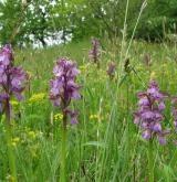 vstavač kukačka <i>(Orchis morio)</i> / Porost
