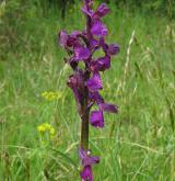 vstavač kukačka <i>(Orchis morio)</i> / Květ/Květenství