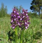 vstavač kukačka <i>(Orchis morio)</i> / Habitus