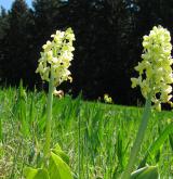 vstavač bledý <i>(Orchis pallens)</i> / Habitus