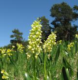 vstavač bledý <i>(Orchis pallens)</i> / Porost