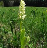 vstavač bledý <i>(Orchis pallens)</i> / Habitus