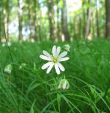 ptačinec velkokvětý <i>(Stellaria holostea)</i> / Habitus