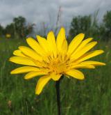 kozí brada východní <i>(Tragopogon orientalis)</i> / Květ/Květenství