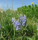 rozrazil rozprostřený <i>(Veronica prostrata)</i> / Habitus