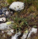 ostřice nejtmavší <i>(Carex aterrima)</i> / Habitus