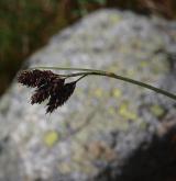 ostřice nejtmavší <i>(Carex aterrima)</i> / Květ/Květenství