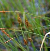 ostřice bažinná <i>(Carex limosa)</i> / Květ/Květenství