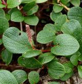 vrba síťnatá <i>(Salix reticulata)</i> / Habitus
