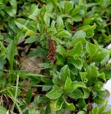 vrba alpská <i>(Salix alpina)</i> / Habitus