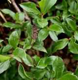 vrba alpská <i>(Salix alpina)</i> / Habitus