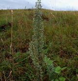 pelyněk pontický <i>(Artemisia pontica)</i> / Habitus