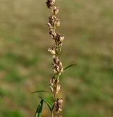 pelyněk černobýl <i>(Artemisia vulgaris)</i> / Květ/Květenství