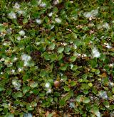 vrba bylinná <i>(Salix herbacea)</i> / Habitus