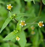 pěťour maloúborný <i>(Galinsoga parviflora)</i> / Květ/Květenství