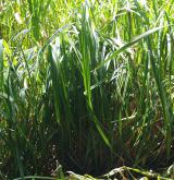 ostřice pobřežní <i>(Carex riparia)</i> / Habitus