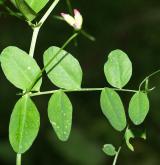 vikev křovištní <i>(Vicia dumetorum)</i> / List