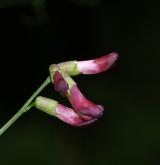 vikev křovištní <i>(Vicia dumetorum)</i>