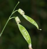 vikev křovištní <i>(Vicia dumetorum)</i> / Plod
