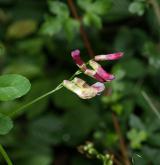 vikev křovištní <i>(Vicia dumetorum)</i> / Květ/Květenství