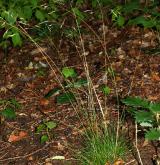 metlička křivolaká <i>(Avenella flexuosa)</i> / Habitus
