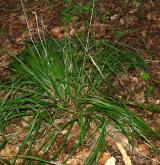 třtina rákosovitá <i>(Calamagrostis arundinacea)</i> / Habitus