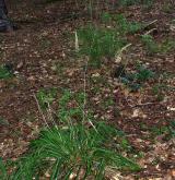 třtina rákosovitá <i>(Calamagrostis arundinacea)</i> / Habitus