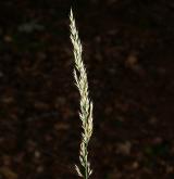 třtina rákosovitá <i>(Calamagrostis arundinacea)</i> / Květ/Květenství