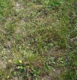 Poháňkové pastviny a sešlapávané trávníky <i>(Cynosurion cristati)</i> / Porost