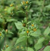 dvouzubec černoplodý <i>(Bidens frondosus)</i>