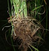 ostřice stinná <i>(Carex umbrosa)</i> / Ostatní