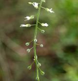 čarovník pařížský <i>(Circaea lutetiana)</i> / Plod