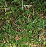 olešník kmínolistý <i>(Selinum carvifolia)</i> / Habitus