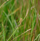 ostřice oddálená <i>(Carex distans)</i> / Květ/Květenství