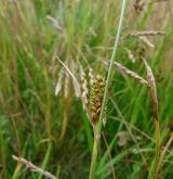 ostřice oddálená <i>(Carex distans)</i> / Květ/Květenství