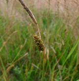 ostřice oddálená <i>(Carex distans)</i> / Květ/Květenství